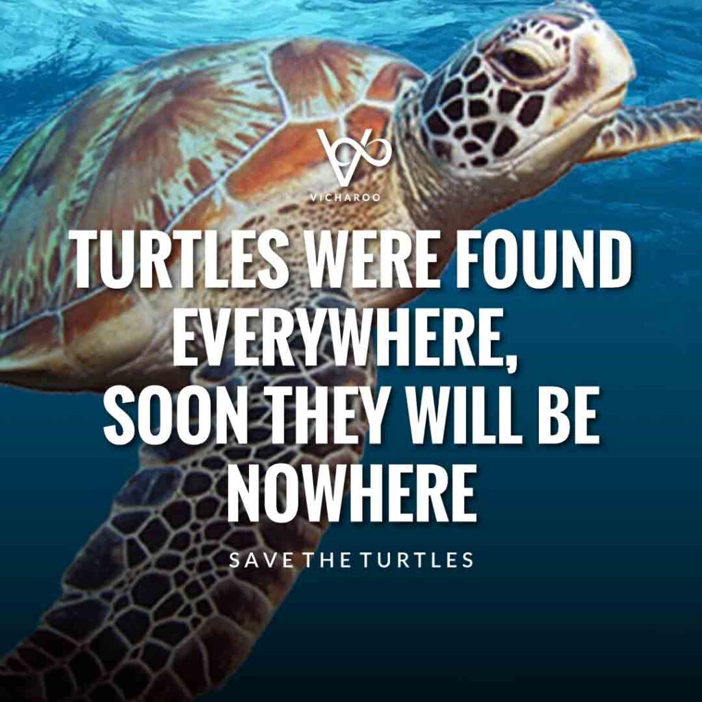 Turtles were found everywhere, soon they will be nowhere | Save Turtles Slogans & Quotes | World Sea Turtle Day
