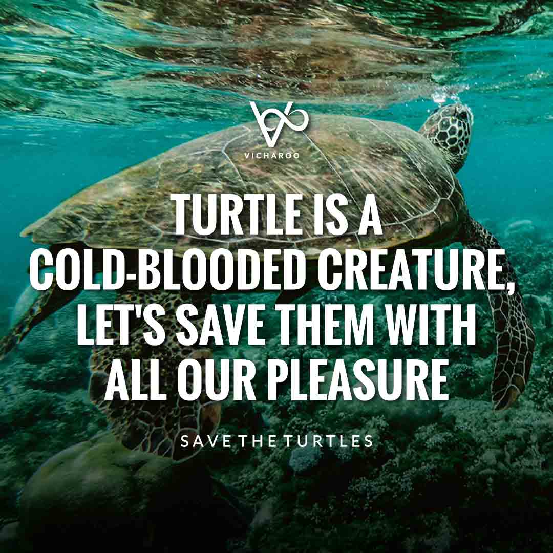 Turtle is a cold-blooded creature, let's save them with all our pleasure | Save Turtles Slogans & Quotes | World Sea Turtle Day