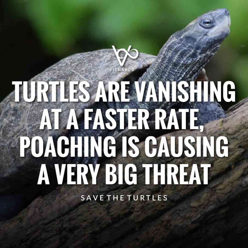 Turtles are vanishing at a faster rate, poaching is causing a very big threat | Save Turtles Slogans & Quotes | World Sea Turtle Day