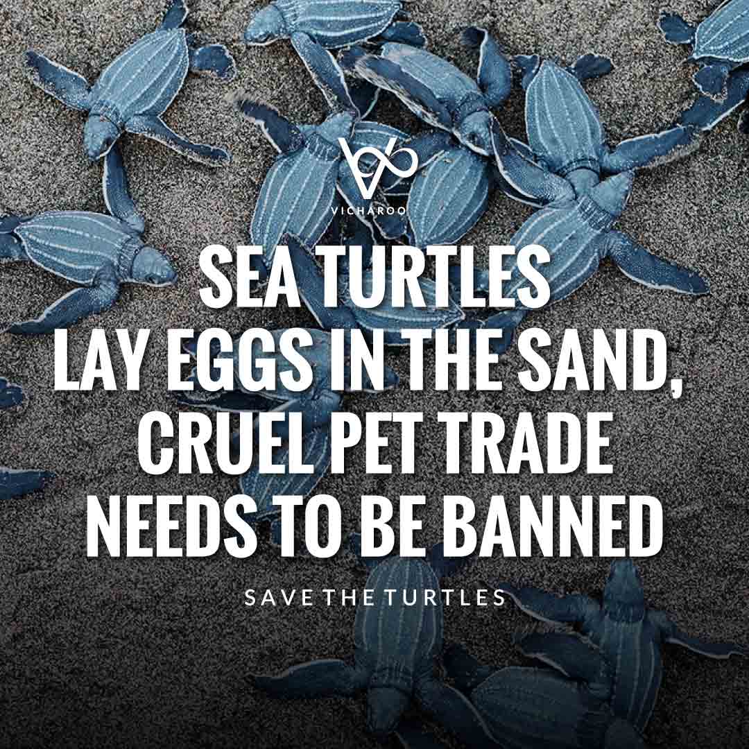 Sea Turtles lay eggs in the sand, cruel pet trade needs to be banned | Save Turtles Slogans & Quotes | World Sea Turtle Day