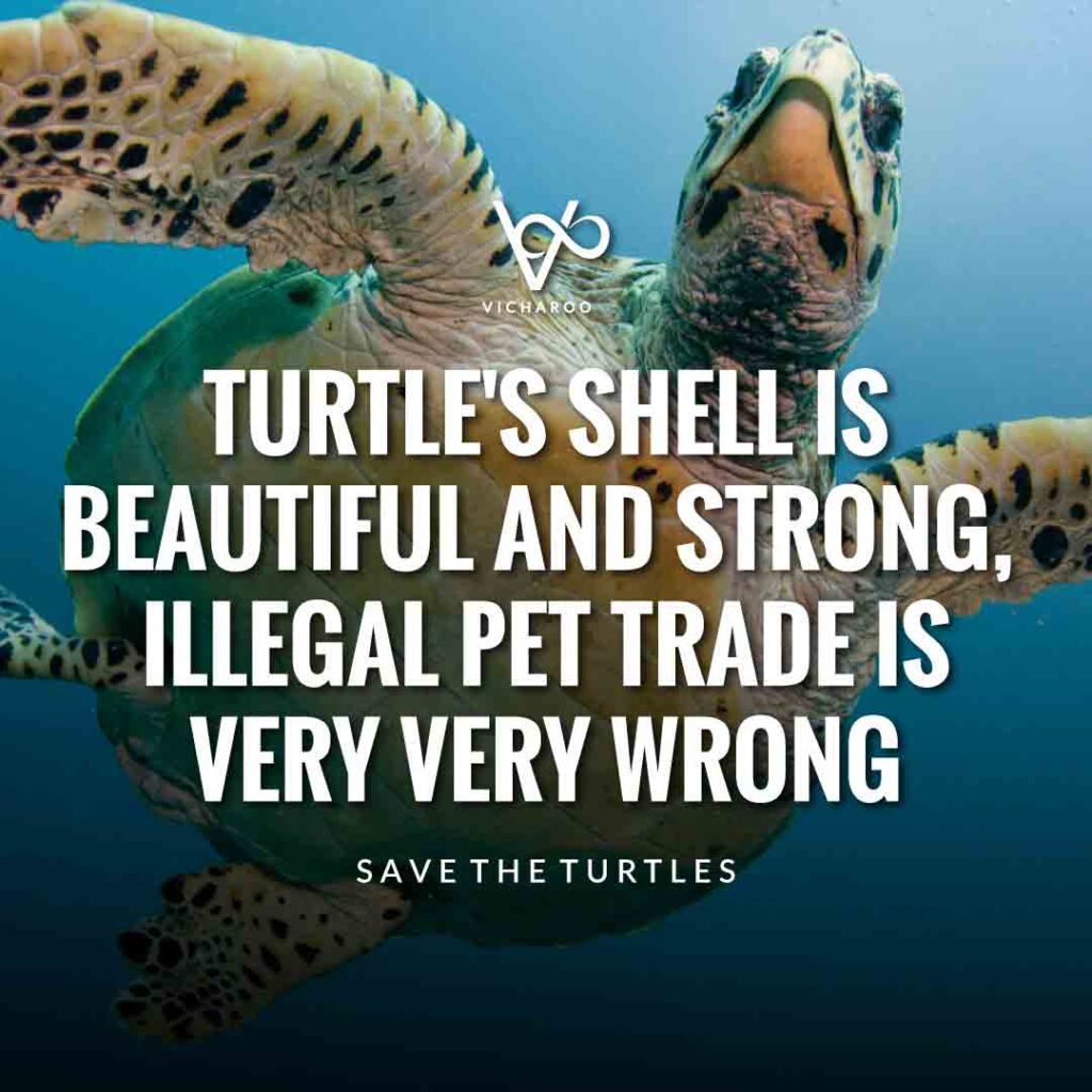 Turtle's shell is beautiful and strong, illegal pet trade is very very wrong | Save Turtles Slogans & Quotes | World Sea Turtle Day