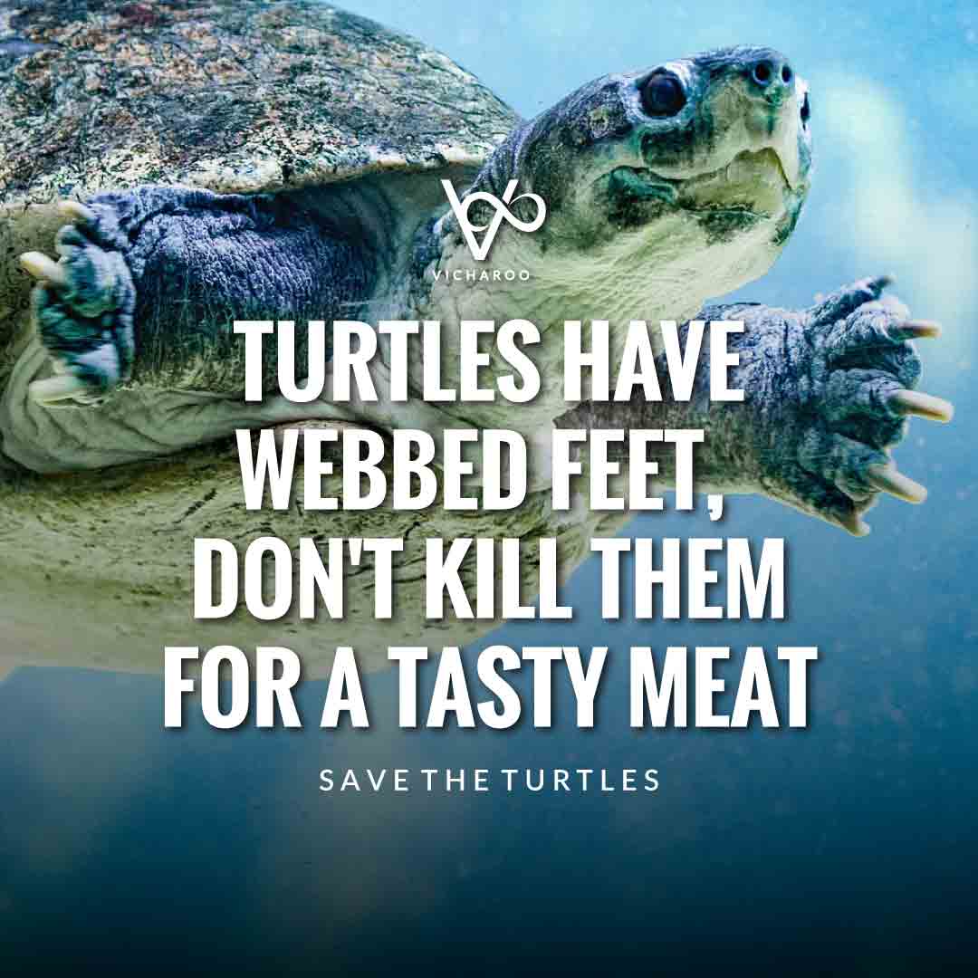 Turtles have webbed feet, don't kill them for a tasty meat | Save Turtles Slogans & Quotes | World Sea Turtle Day